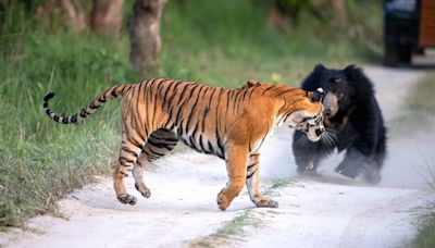 Bear vs tiger: Watch 2 of nature's heavyweights face off in the wild in India
