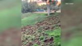 Watch: Javelinas repeatedly tear up the turf at Arizona golf course