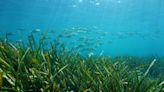 Marine scientists discover remarkable importance of seagrass in preventing heavy metal contamination: 'It's an environment we cannot lose'