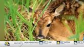 Iowa DNR warns against rescuing baby animals this spring