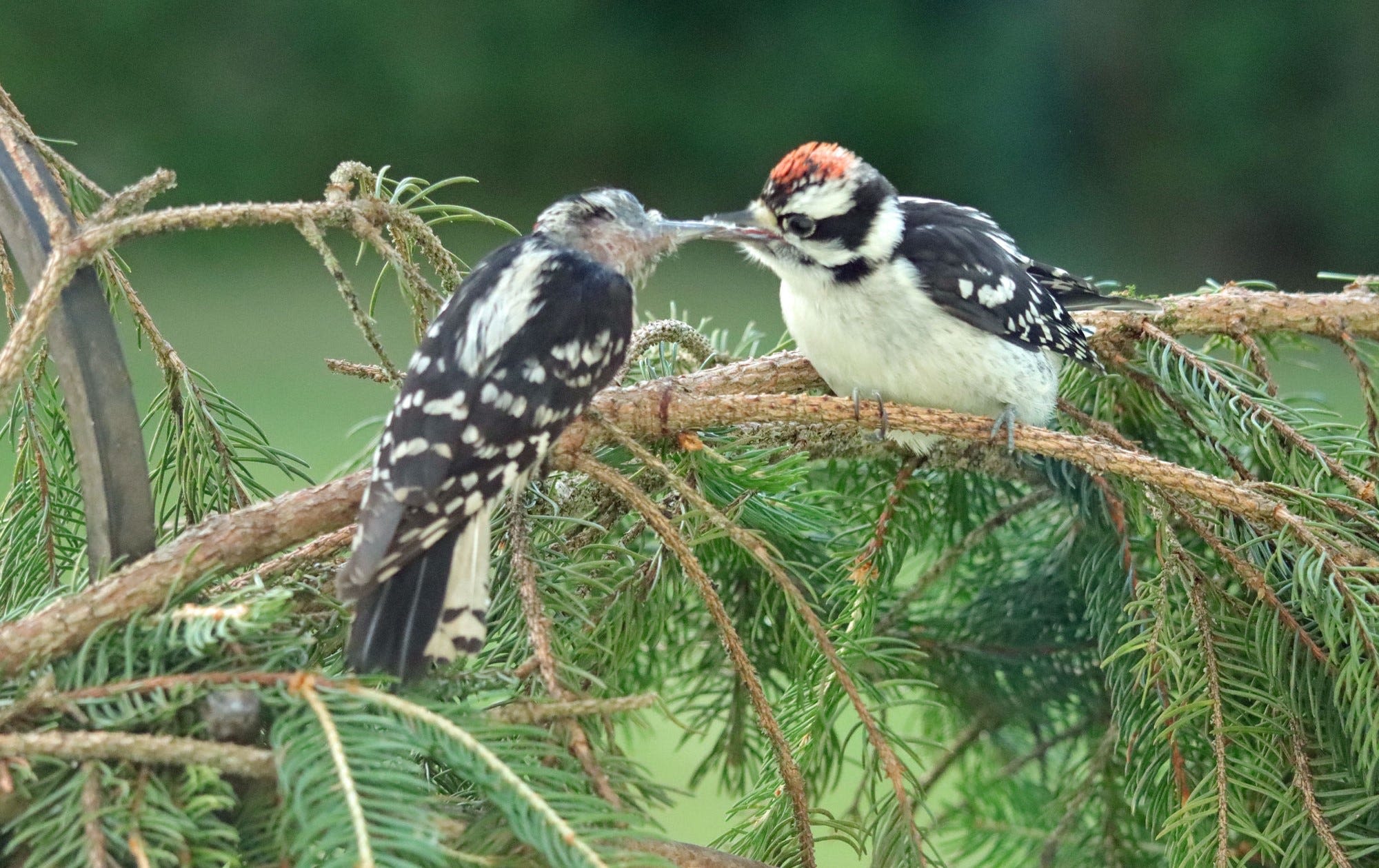 Local bird populations will peak in July. Now is the time to view your favorites.