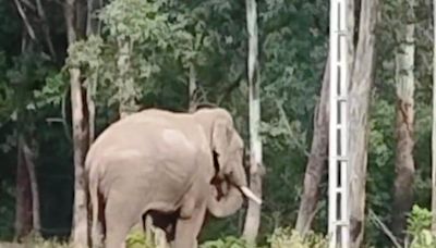 Special initiative to drive away wild elephants from human habitations in Kanthallur