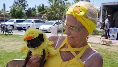 Community events in San Diego County: From Dog Days of Summer festival to Summer block party