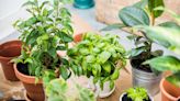 Fruits and veggies suitable for patio planting