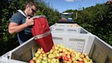 Fall into apple picking at this Crawford County fruit orchard