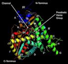 Cytochrome P450