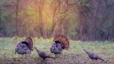 Gretchen Steele: Time to participate in Illinois' Wild Turkey Survey Program - Outdoor News
