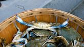 Blue crab populations are down, but experts are not worried - WTOP News