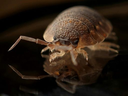 This Affordable Household Cleaner Eliminates Bed Bugs in 24 Hours