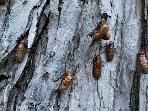 How long do cicadas live? A timeline of their emergence in Illinois