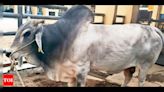 50k doses of semen & counting: Meet UP’s elite breeder bull | Lucknow News - Times of India