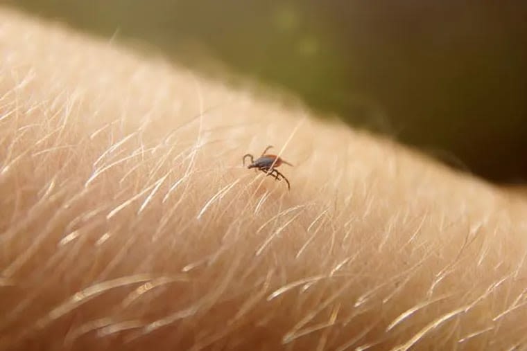 The most common ticks in the Philly region, and how to protect yourself