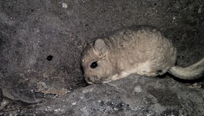 Greenpeace Chile alerta de la posible extinción de tres especies acechadas por la minería