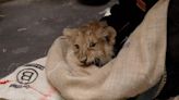 Lion cubs get first health check at zoo