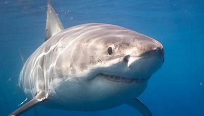 ¿En qué playas de México hay más registros de ataque de tiburones este 2024?