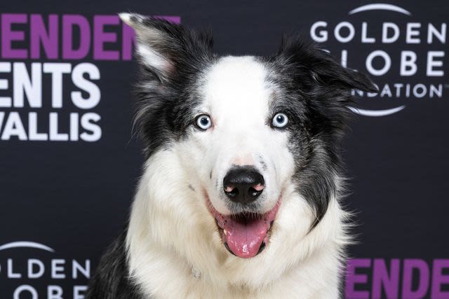 Messi,“ Anatomy of a Fall”'s goodest boy, is getting his own TV show