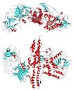 Botulinum toxin