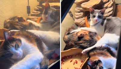 Owner looks for her cats everywhere, finds them hanging out with reptile