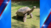 Beloved 150-year-old tortoise dies at Idaho Falls Zoo