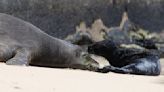 Beach birth: Hawaii blocks some Waikiki sands for seal pup