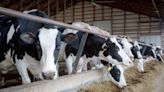 Feds incentivize better biosecurity at dairy farms for bird flu