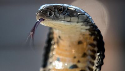 No, Hundreds Of Deadly King Cobras Didn’t Spill On A Wyoming Highway