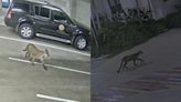 ¡Ten cuidado! Autoridades alertan por avistamientos de pumas en San Diego
