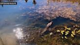 A look at beavers' important role in California's wildfire resistance