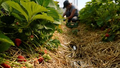 Indonesian fruit-pickers say seasonal work in UK left them drowning in debt