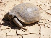 Desert tortoise