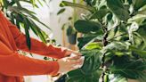 The Right Way to Clean Plant Leaves for Healthier Houseplants