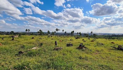 No Dia do Meio Ambiente, 648 novas ações contra infratores