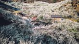 絕對是現實版的桃花源！韓國光陽梅花村季節限定雪白「梅」景～