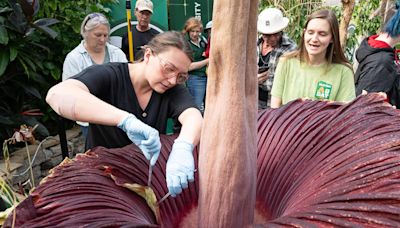 Corpse flower blooms in Colorado, putting out an impressive stink