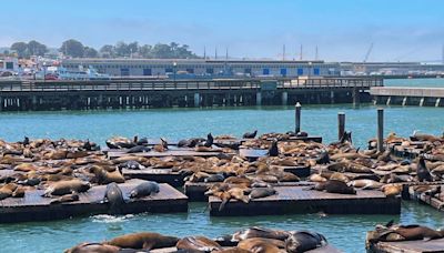 'We're seeing a feast': Over 1,000 sea lions descend on SF