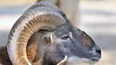 A Montana man trying to illegally create a 'giant sheep hybrid' went on a hunt for sheep parts and testicles, the authorities say