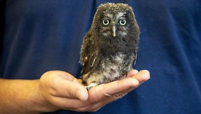 Owl chick being raised by hand after losing its father