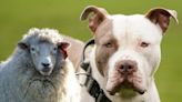 Man accused of owning XL bully which mauled sheep to death in park