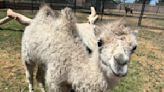 City of Clovis hosts contest to name new camel at Hillcrest Park Zoo