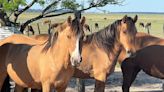 Primer caso en Santa Fe: cómo son los síntomas de la encefalitis equina en humanos y qué precauciones tomar