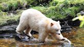 Canada’s Great Bear Rainforest Is Home to the Rarest Bear in the World — Here’s How to See One