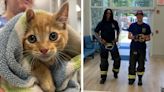 Stray kitten found under the hood of car catches ride with Delaware firefighters to shelter