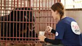 Bear Kept in Tiny Indoor Cage Sees the Outdoors for the First Time in 20 Years During His Rescue