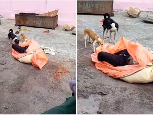 Shocking VIDEO! Dogs Tear, Eat & Feast On Human Bodies At Post-Mortem House In UP's Jhansi