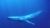 Acoustic Recordings Reveal Possible Comeback for Critically Endangered Antarctic Blue Whales - EcoWatch