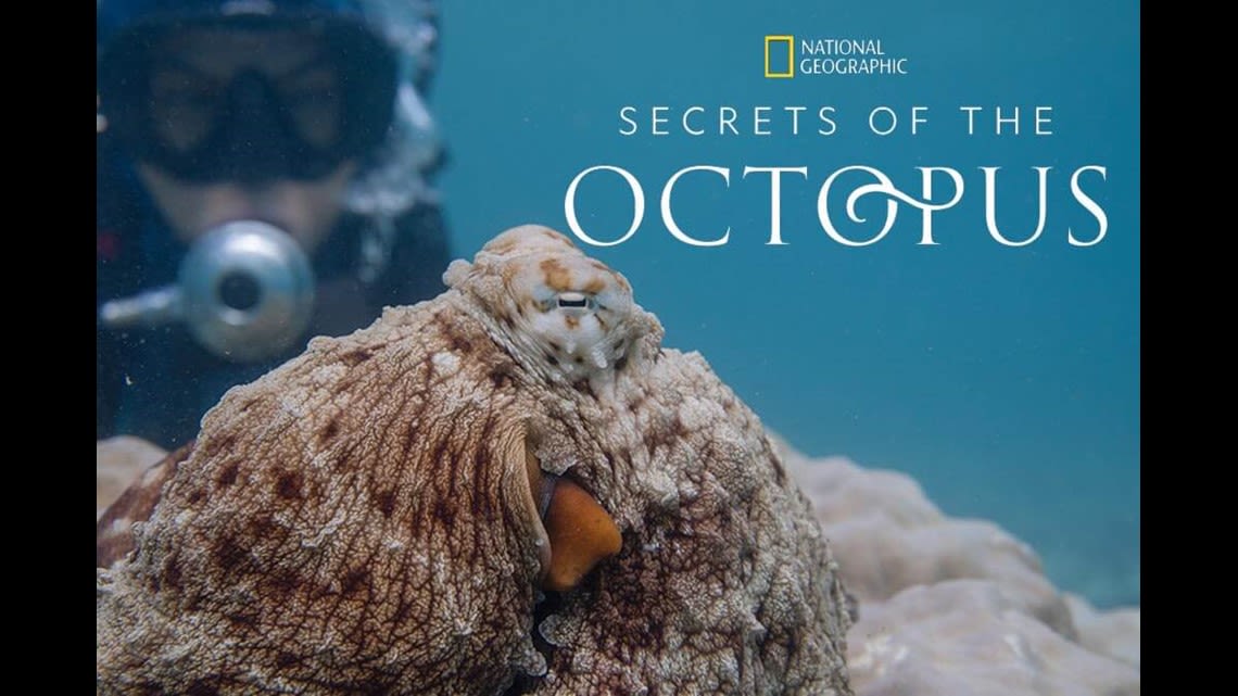 Nat Geo's "Secrets of The Octopus" exclusive: Dr. Alex Schnell talks about these amazing animals