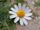 Argyranthemum frutescens