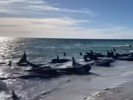 Vídeo mostra mais de 150 baleias encalhadas em praia na Austrália