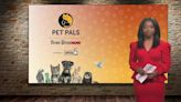 Pet Pals: St. Joseph Animal Shelter highlights shy pup 'Rhythm'