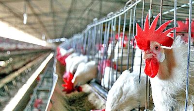 La OMS aclaró que el paciente en México no murió por gripe aviar H5N2